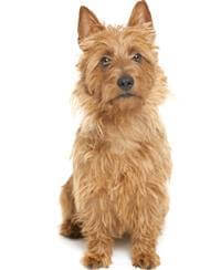 Aussie terrier clearance