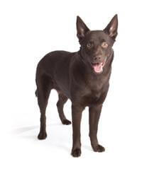 Bench kelpie hot sale
