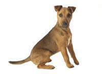 Short deals coat terrier