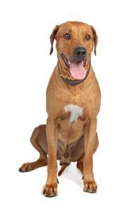 Pedigree rhodesian shop ridgeback