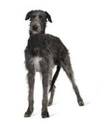 Irish wolfhound hot sale mythology